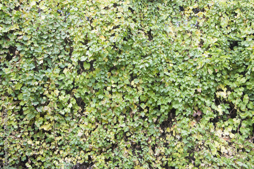 Wild grape in the park on autumn Wild grape in the park on autumn