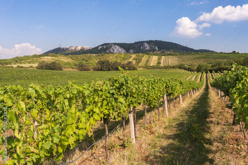 Autumnal view of vineyard, Palava, Czech Republic