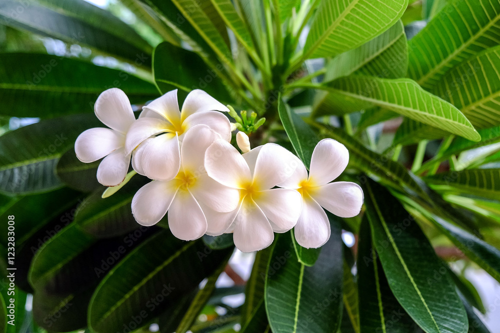 Plumeria White The bloom on a frangipani tree.
Plumeria White The bloom on a frangipani tree.