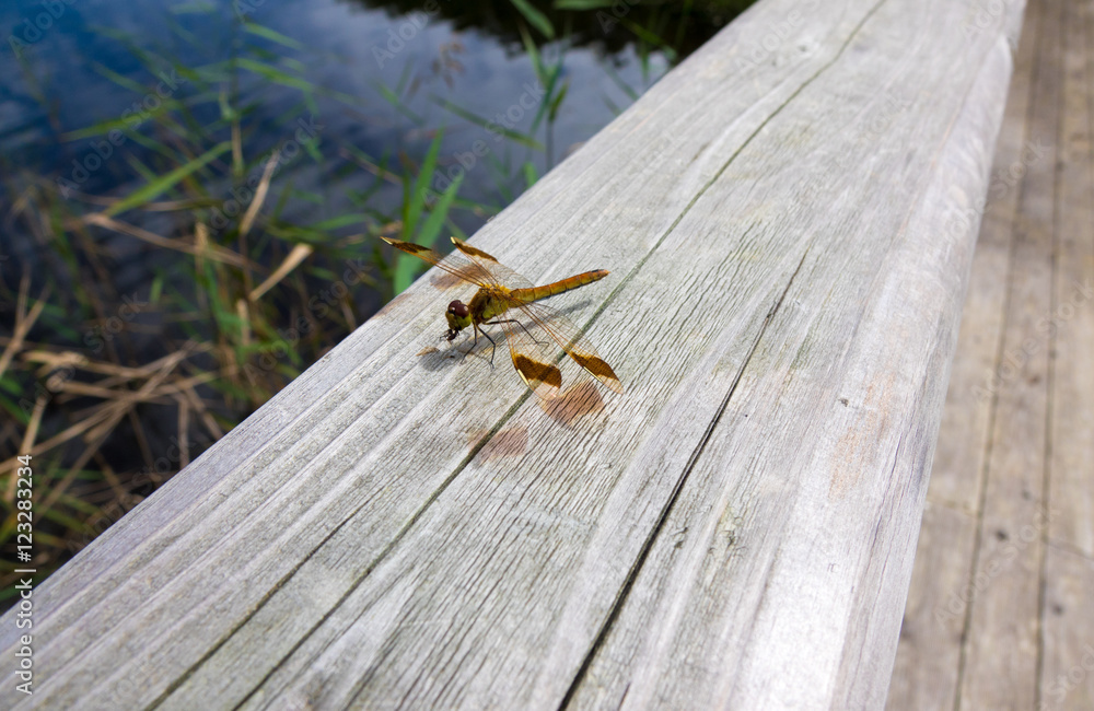 Obraz premium 捕食中のトンボ