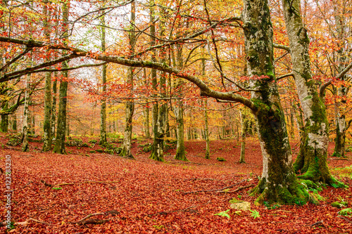 colorful autumn landscape at natural park photo