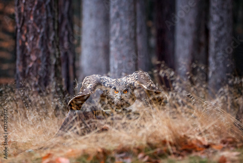 Eurasian Eagle Owl (Bubo Bubo) preparing for the flight in the forest, wildlife photo. photo