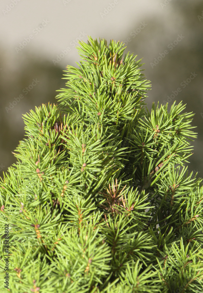 Fresh green conic fir branches, background of Christmas tree bra Fresh green conic fir branches, background of Christmas tree bra