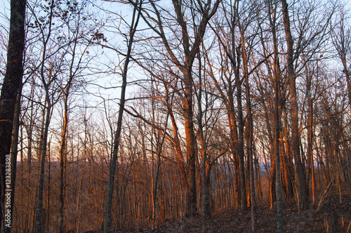 Sunset glow on mountainside trees
