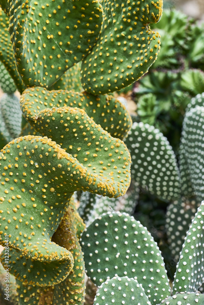 Cactus closeup Cactus closeup