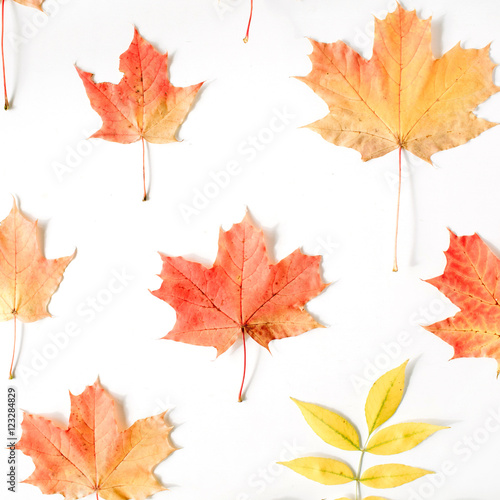 red autumn maple leaf pattern on white background. flat lay, top view. autumn wallpaper