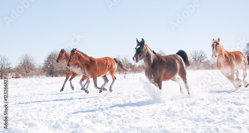 Fototapeta Naklejka Na Ścianę i Meble -  Horses galloping wide open down hill in a snowy winter pasture