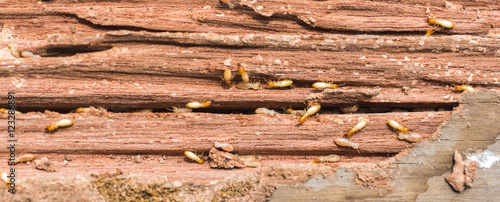 the  grunge wood board was eating by group of termites