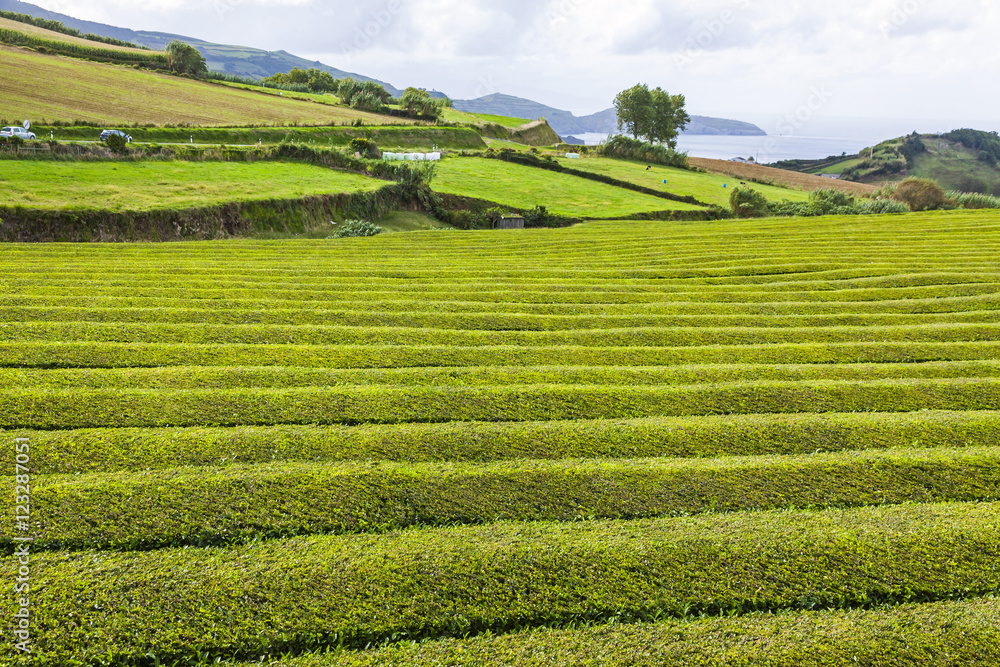 Tea plantation on Sao Miguel island, Azores, Portugal