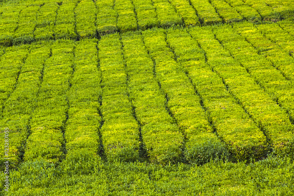 Tea plantation on Sao Miguel island, Azores, Portugal