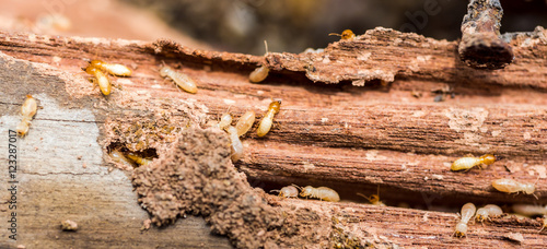 Fotografía the  grunge wood board was eating by group of termites