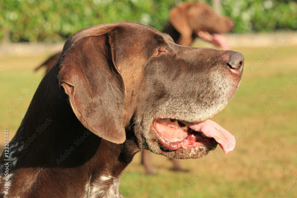 German Shorthaired Pointer German Shorthaired Pointer