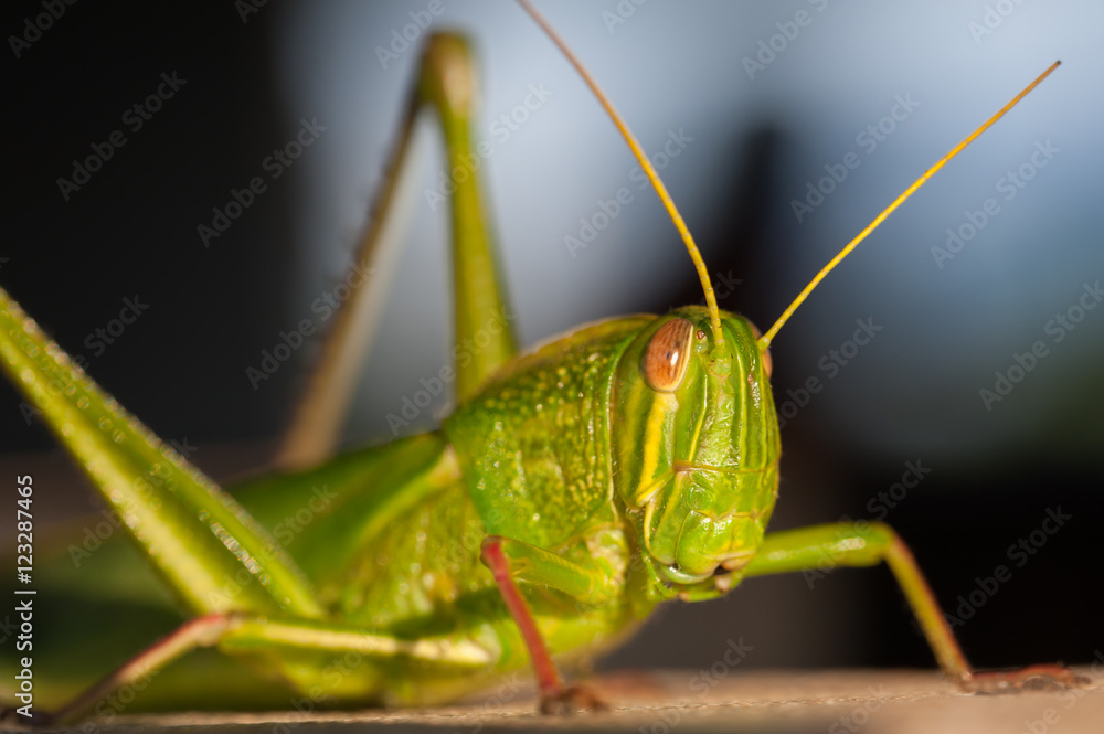 macro Grasshopper macro Grasshopper