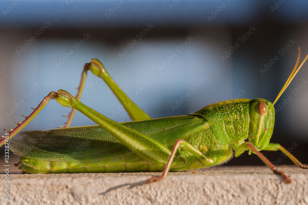 Fototapeta premium An Image of Grasshoppers . macro Grasshopper