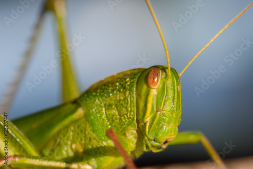 macro Grasshopper