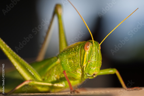 macro Grasshopper