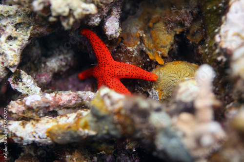underwater world - one red starfish on a reef