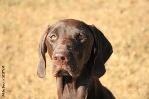 German Shorthaired Pointer