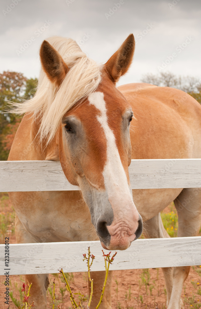 Naklejka premium Cute Belgian Draft horse looking at the viewer over a white board fence