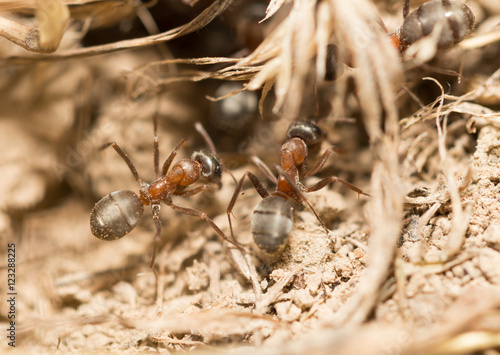 ants on the ground. macro © schankz