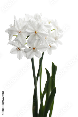 Paperwhites