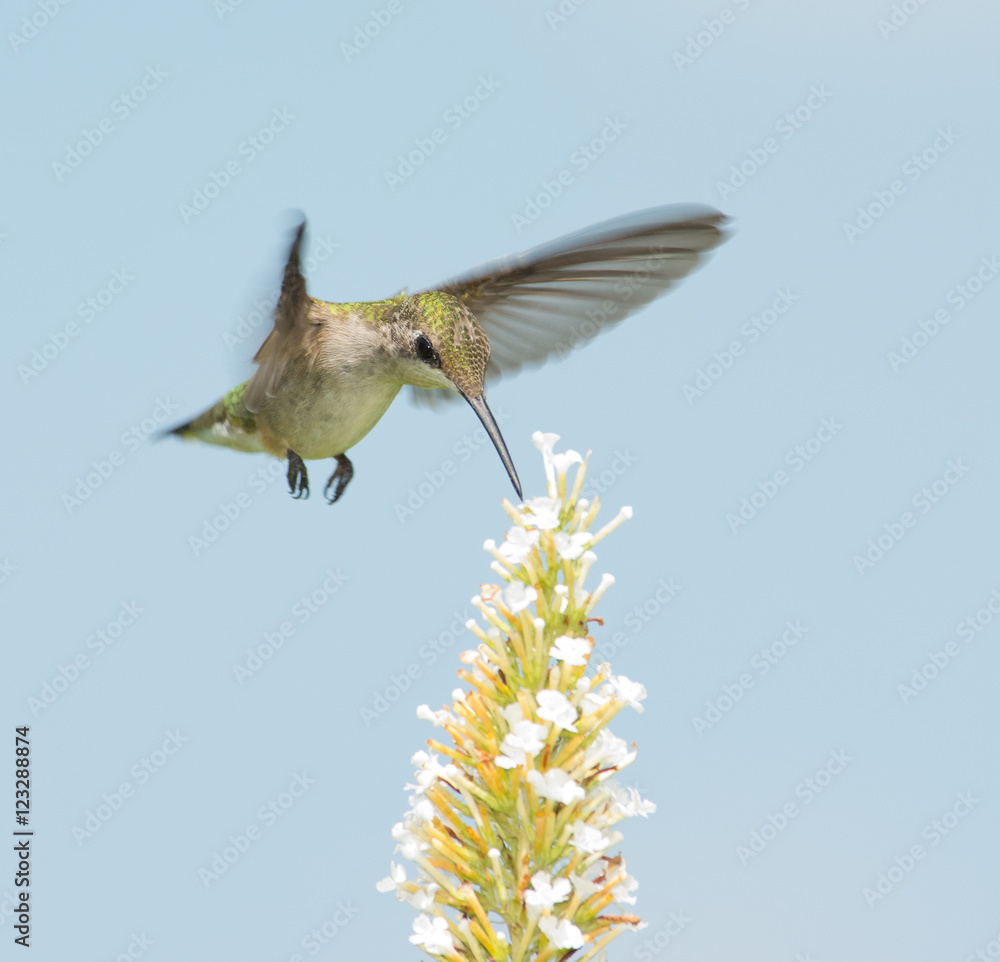 Fototapeta premium Hummingbird reaching for nectar in flight