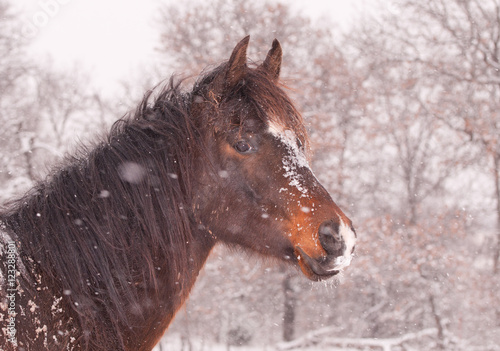 Cute dark bay Araian horse in heavy snow fall