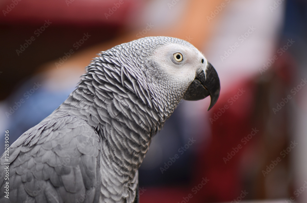Obraz premium Portrait of an Congo African Grey Parrot (Psittacus erithacus erithacus)