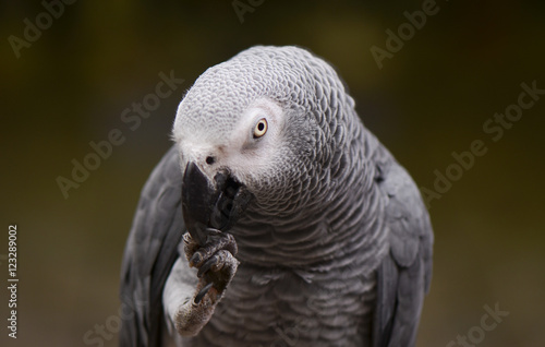 Portrait of an Congo African Grey Parrot (Psittacus erithacus erithacus)