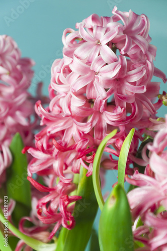 Photos Hyacinth