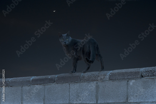 Night Cat