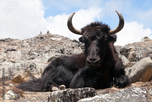Black yak on the way to Everest base camp - Nepal