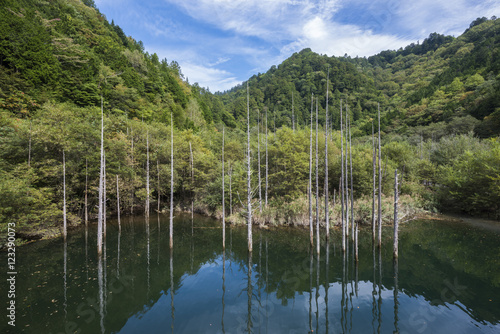 自然湖の枯れ木群