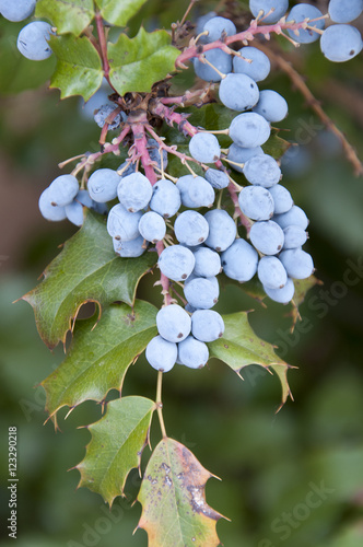 Blue Berries (ID: 123290218)