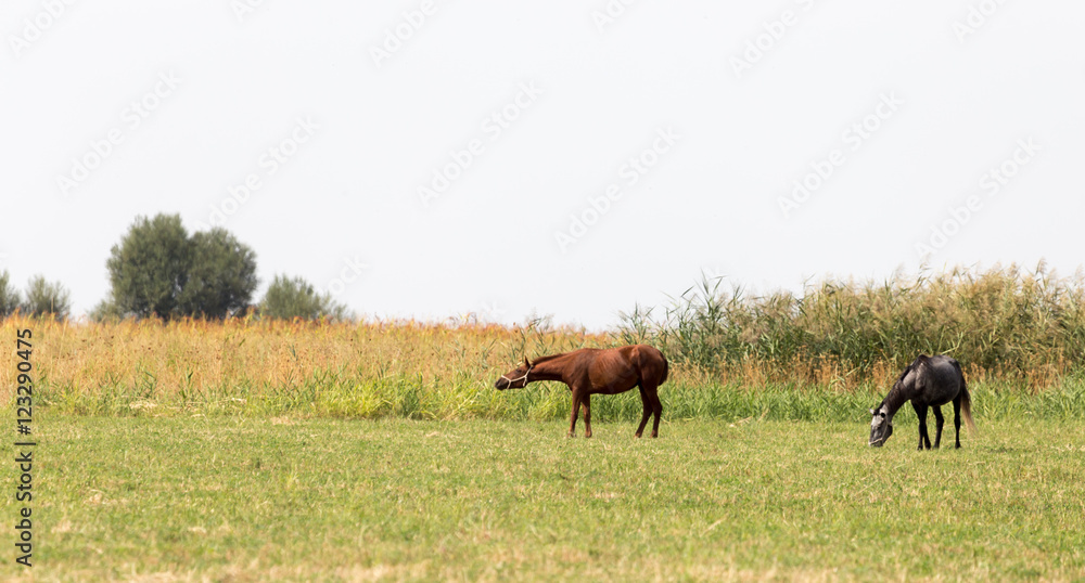 two horses on pasture at nature