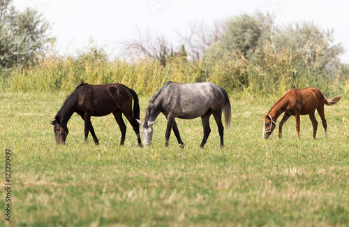 Three horses in a pasture in nature