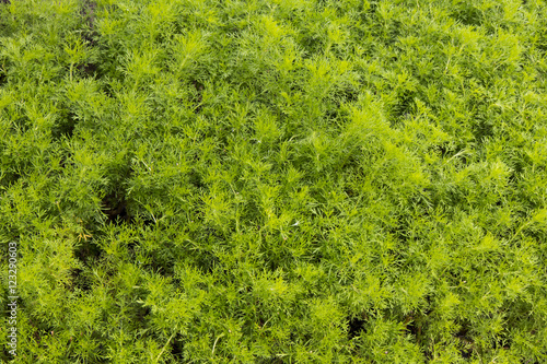 Above background dill.