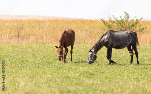 Wallpaper Mural two horses on pasture at nature Torontodigital.ca