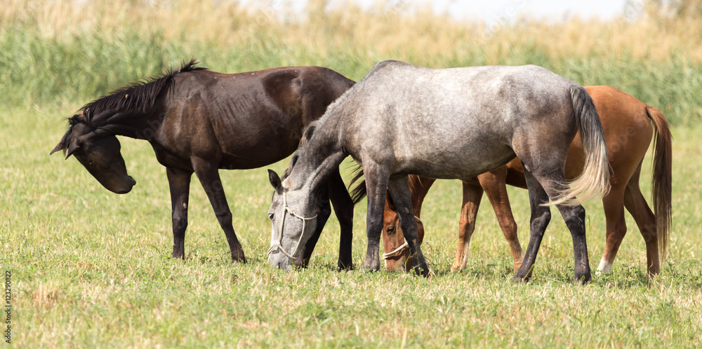 Fototapeta premium Three horses in a pasture in nature