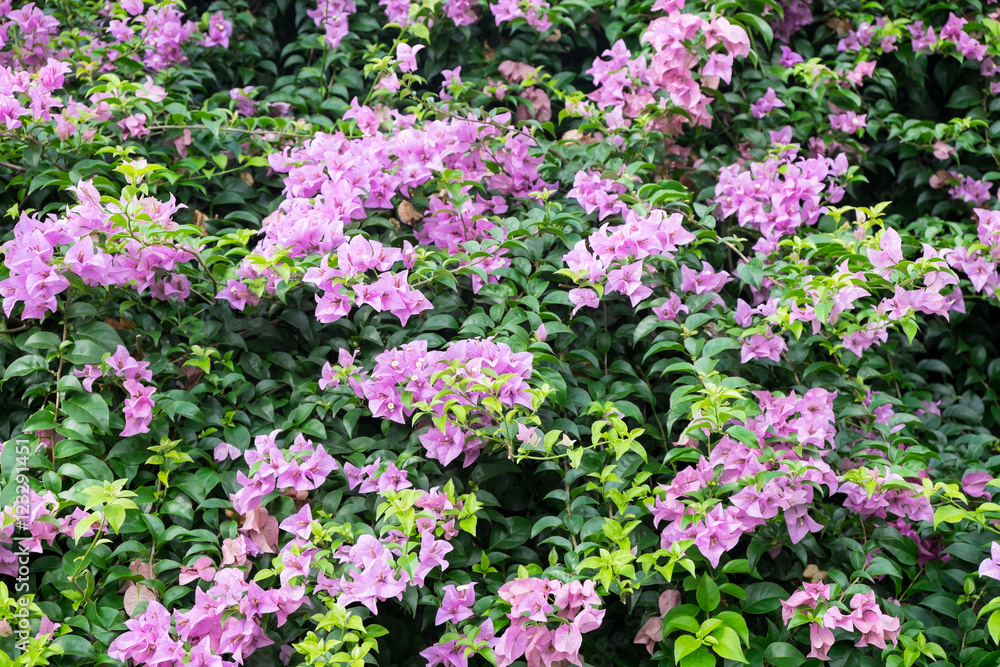 Pink flower trees Pink flower trees