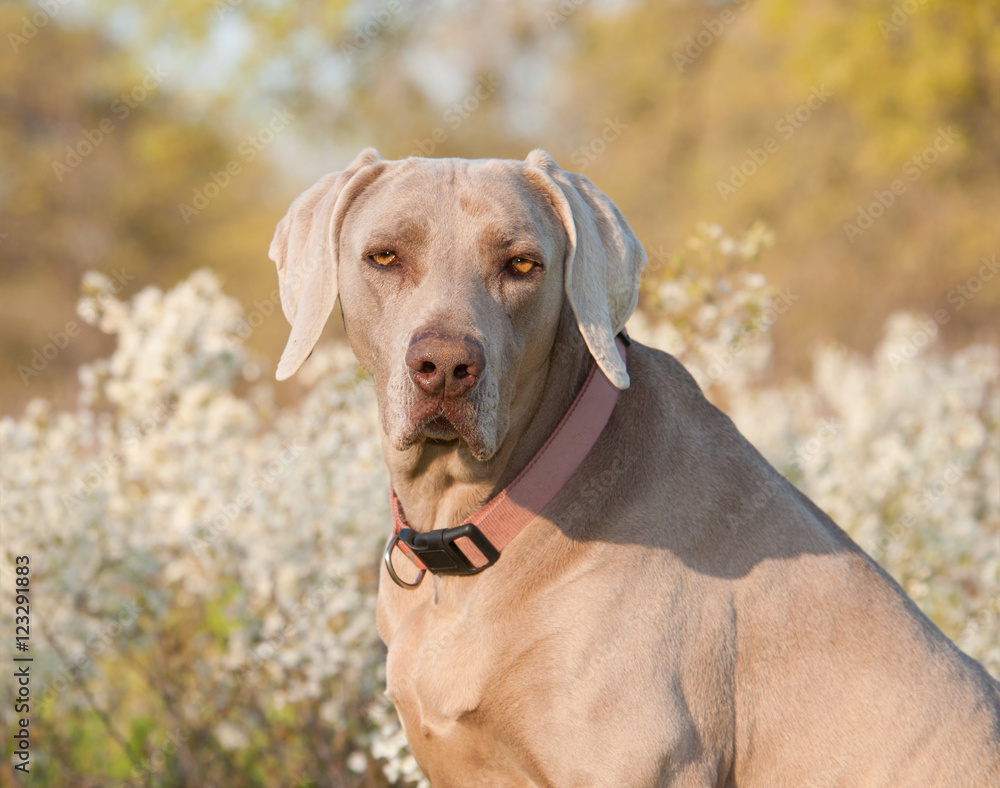Weimaraner dog looking at the viewer, with spring flower background Weimaraner dog looking at the viewer, with spring flower background