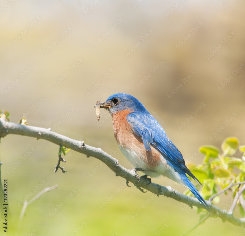 Male Eastern Bluebird carrying insects to feed his brood Male Eastern Bluebird carrying insects to feed his brood