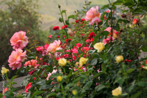 roses in summer