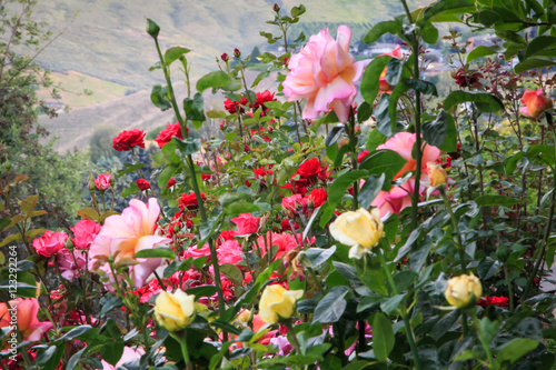 roses in summer