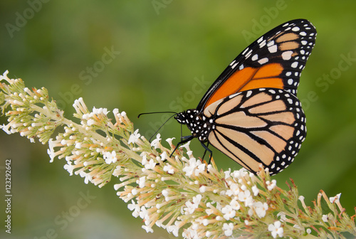 Monarch butterfly feeding on a white cluster of flowers
