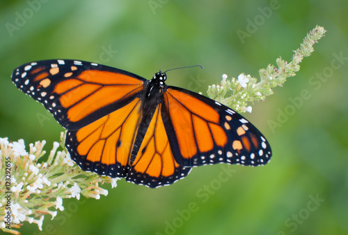  Male Monarch butterfly feeding on a white flowers of a butterfly bush against summer green background