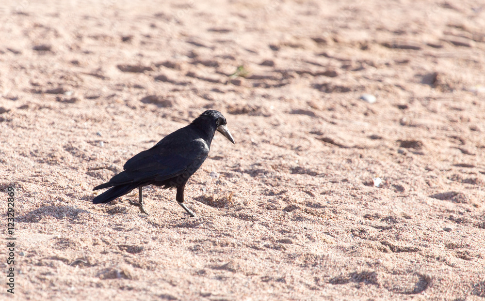 Obraz premium black crow on the sand