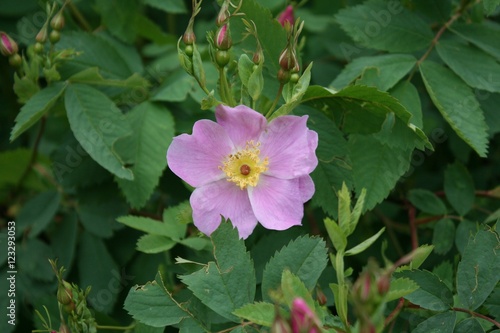 Wild Rose