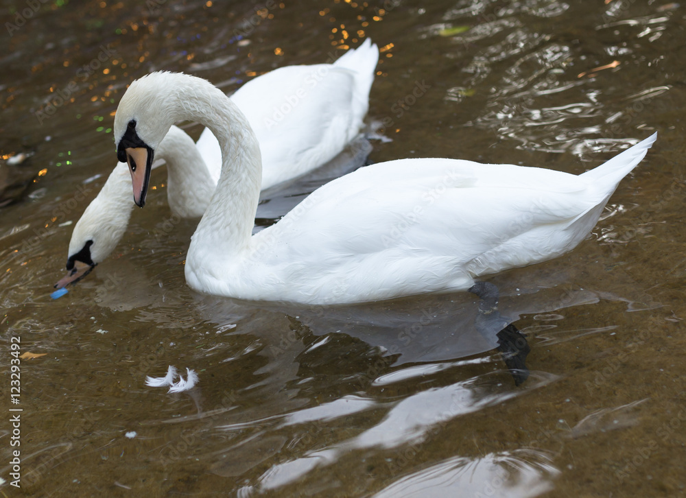 Obraz premium two swans on the pond