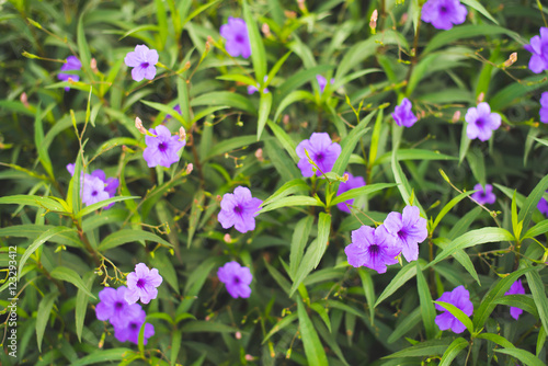 Beautiful purple flowers on green leaves

